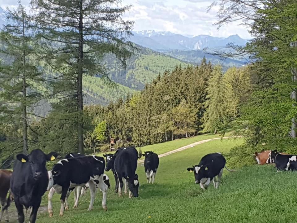 Holzhaus "Zum Schwarz'N" Apartamento Aurach am Hongar Exterior foto